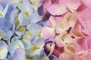 春の風物詩を英語で表現！「花びらがヒラヒラ舞う」は英語で？